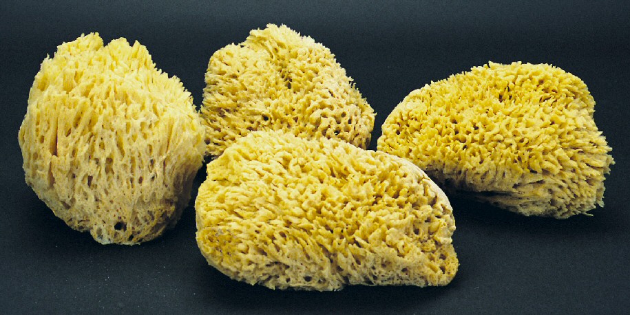 Natural Sea Sponges - 7 1/2 - 8"